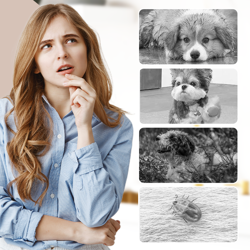 🔥 LAST DAY PROMOTION - 50%OFF 🔥🔥 Outdoor Dust-Proof Dog Pants ✅